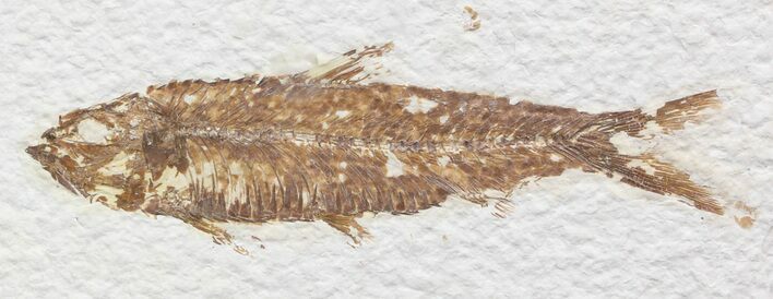 Bargain Knightia Fossil Fish - Wyoming #41072